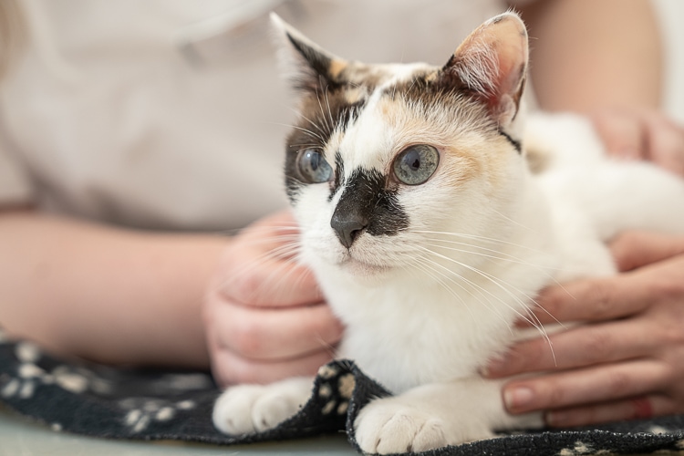 Kleintierpraxis Heidelberg-Rohrbach | Behandlung, Katze